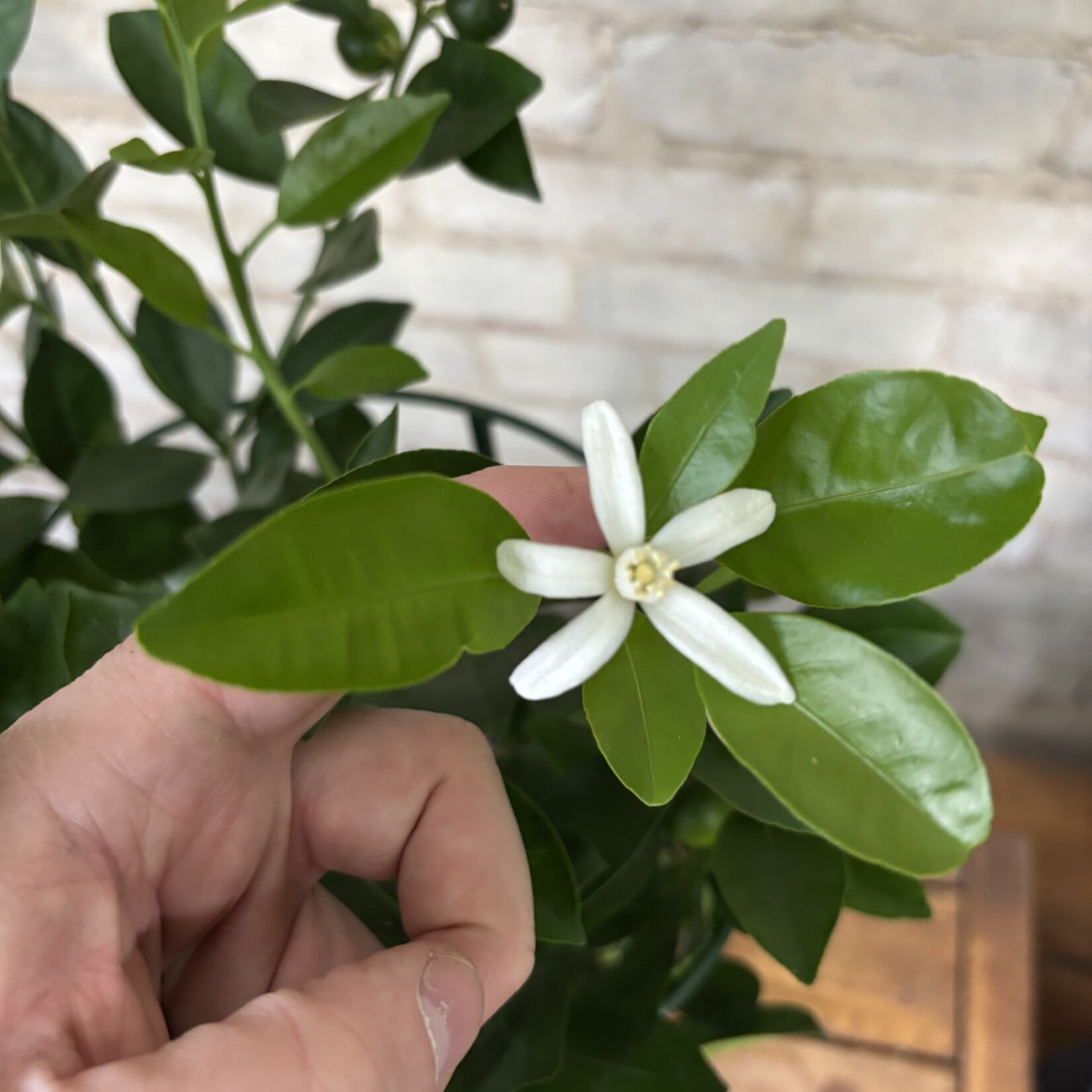 Calamondin Orange 7"