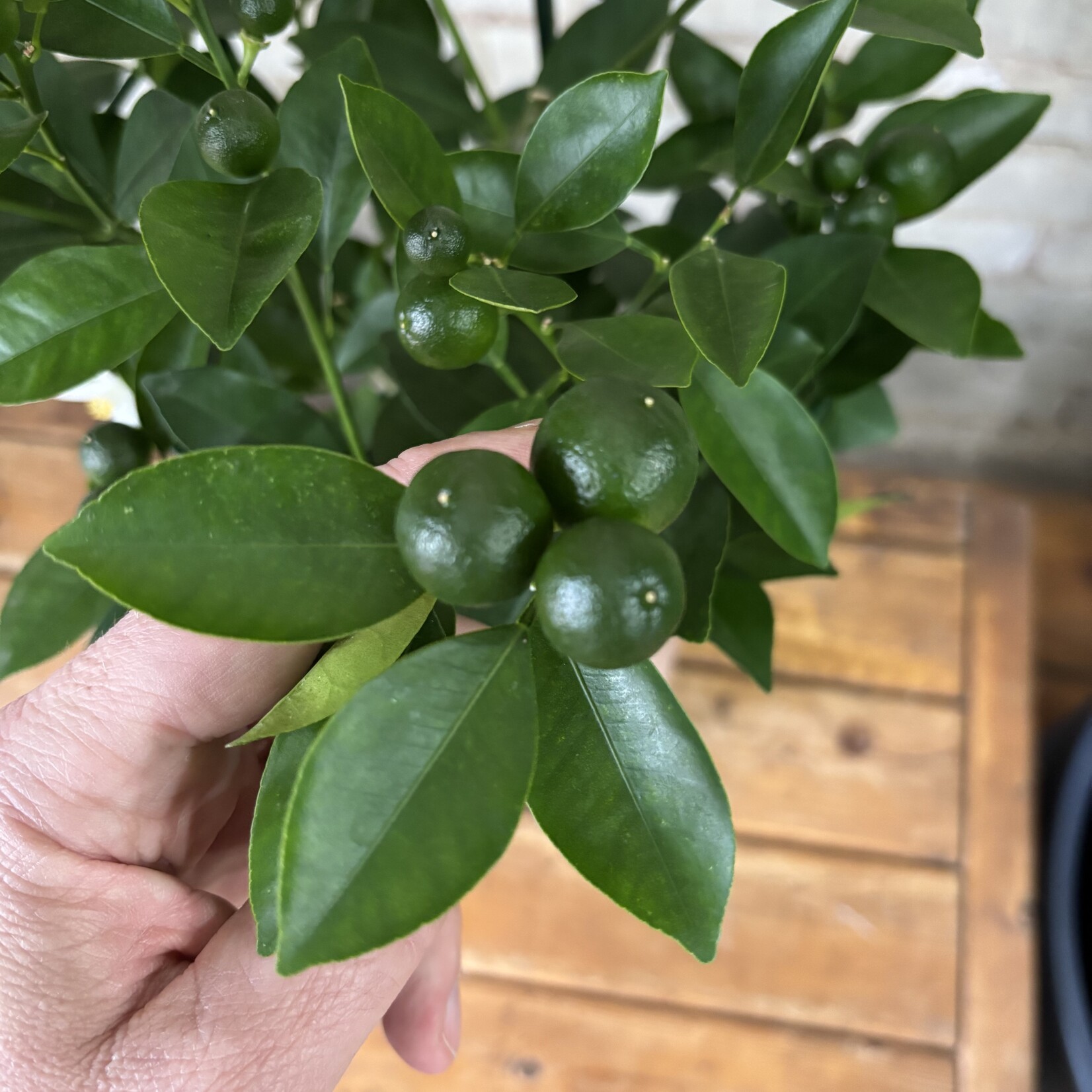 Calamondin Orange 7"