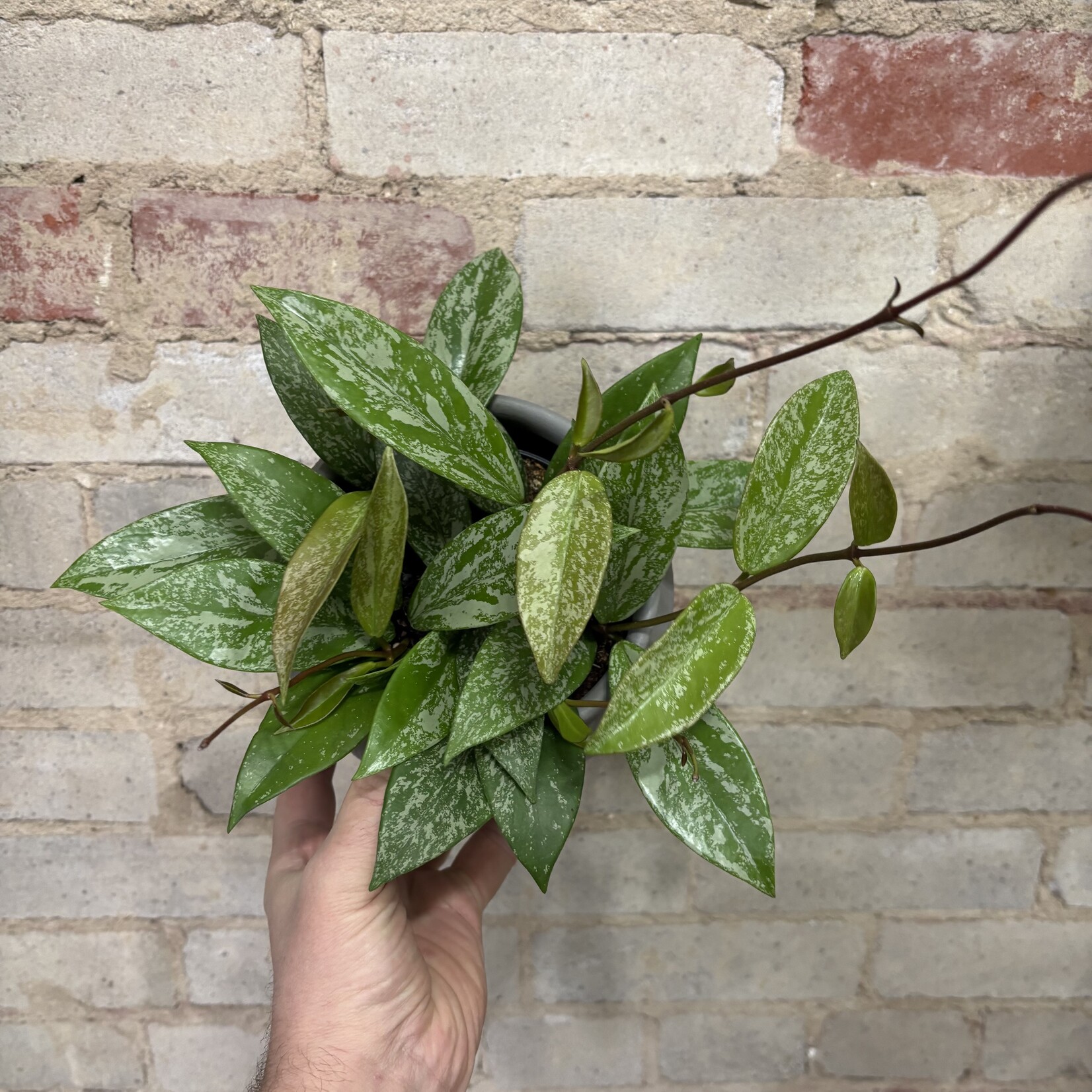 Hoya Pubicalyx 5"