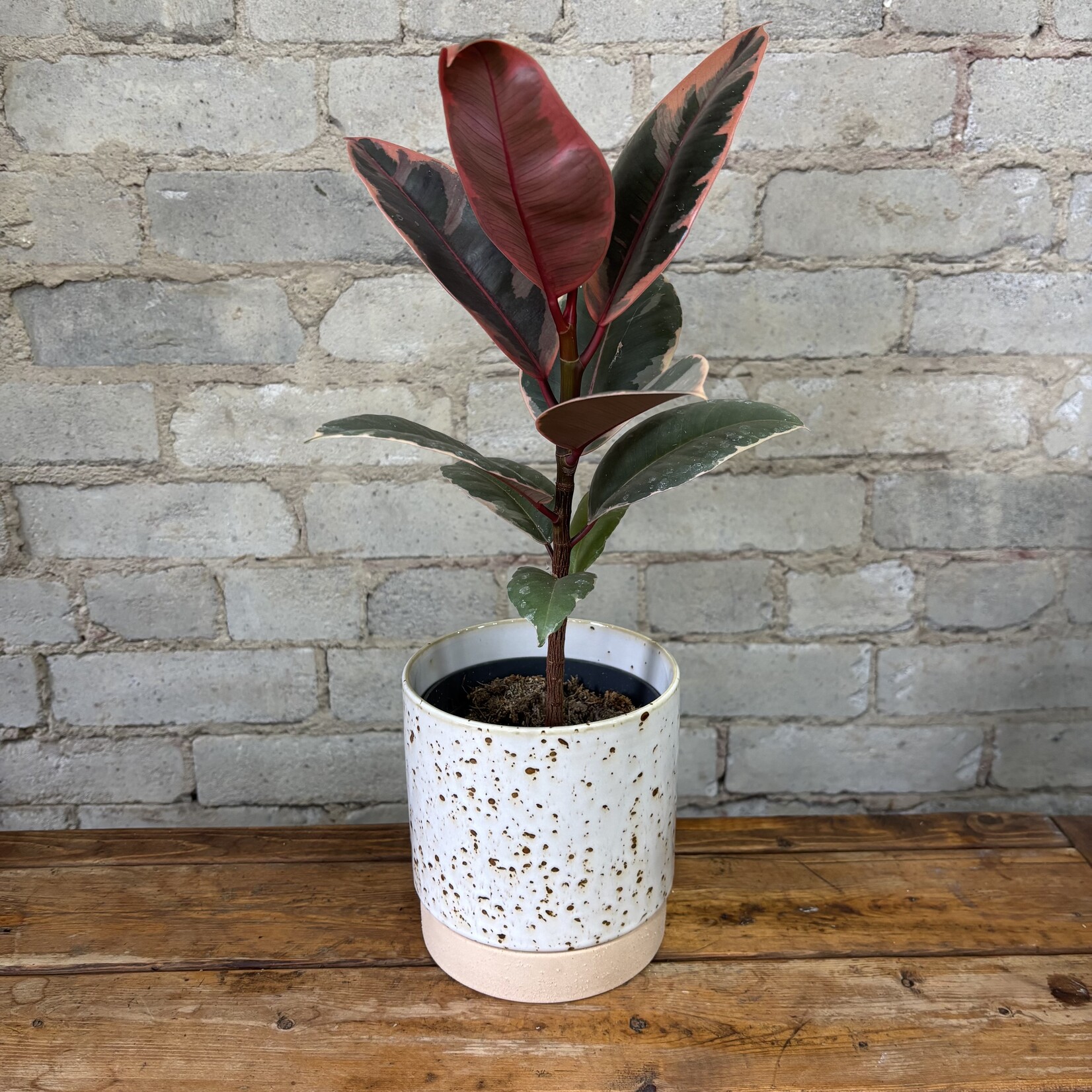 Ficus Elastica Ruby 5"