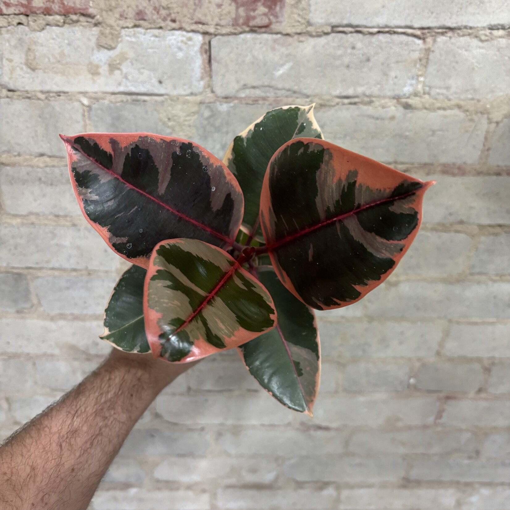 Ficus Elastica Ruby 5"