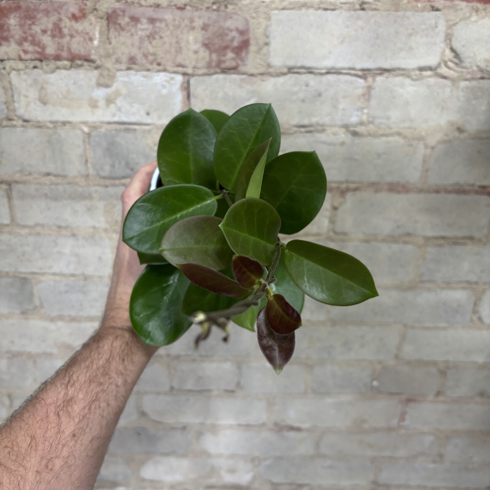 Hoya Australis 3.5"