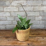 Hoya Pubicalyx Splash 3.5"