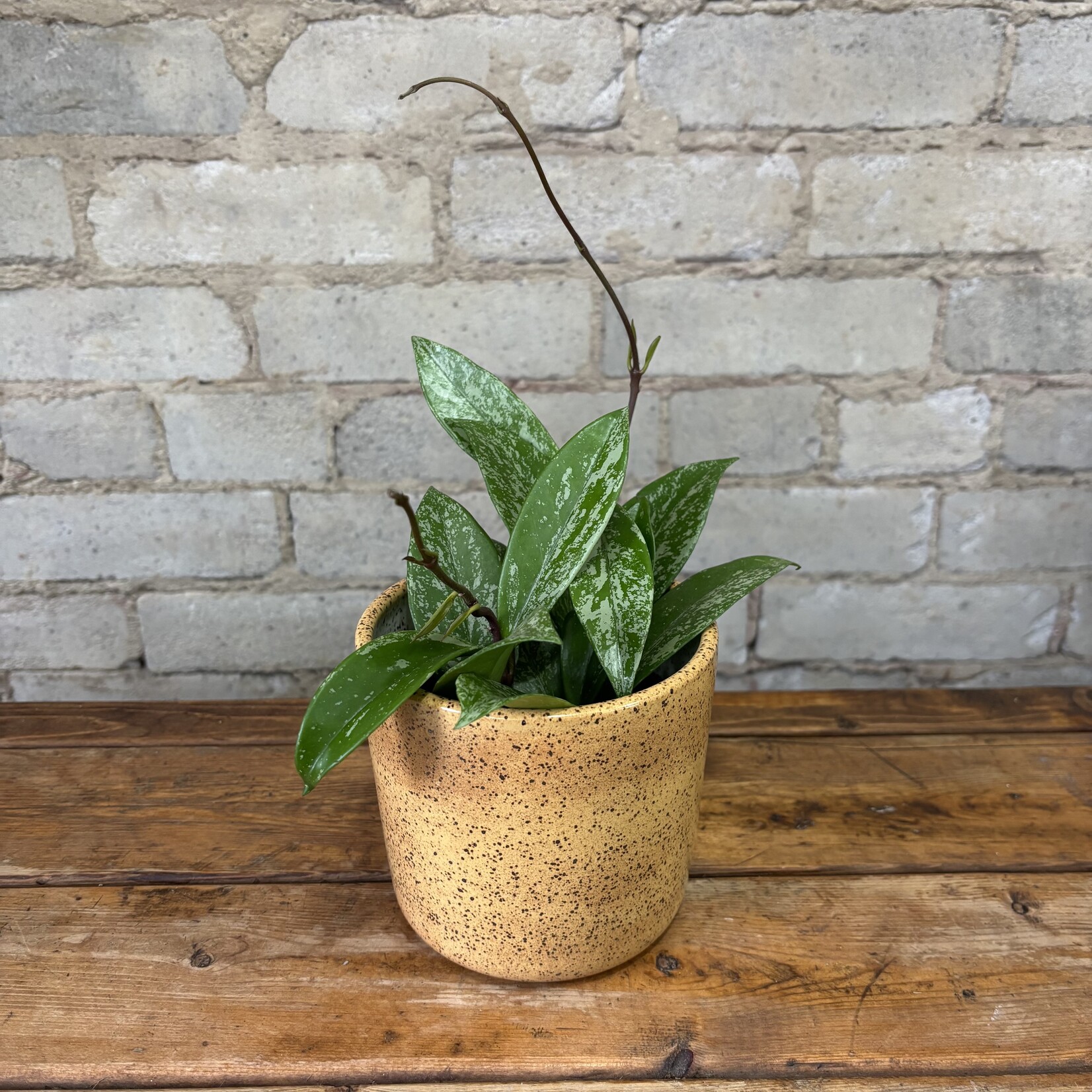 Hoya Pubicalyx Splash 3.5"