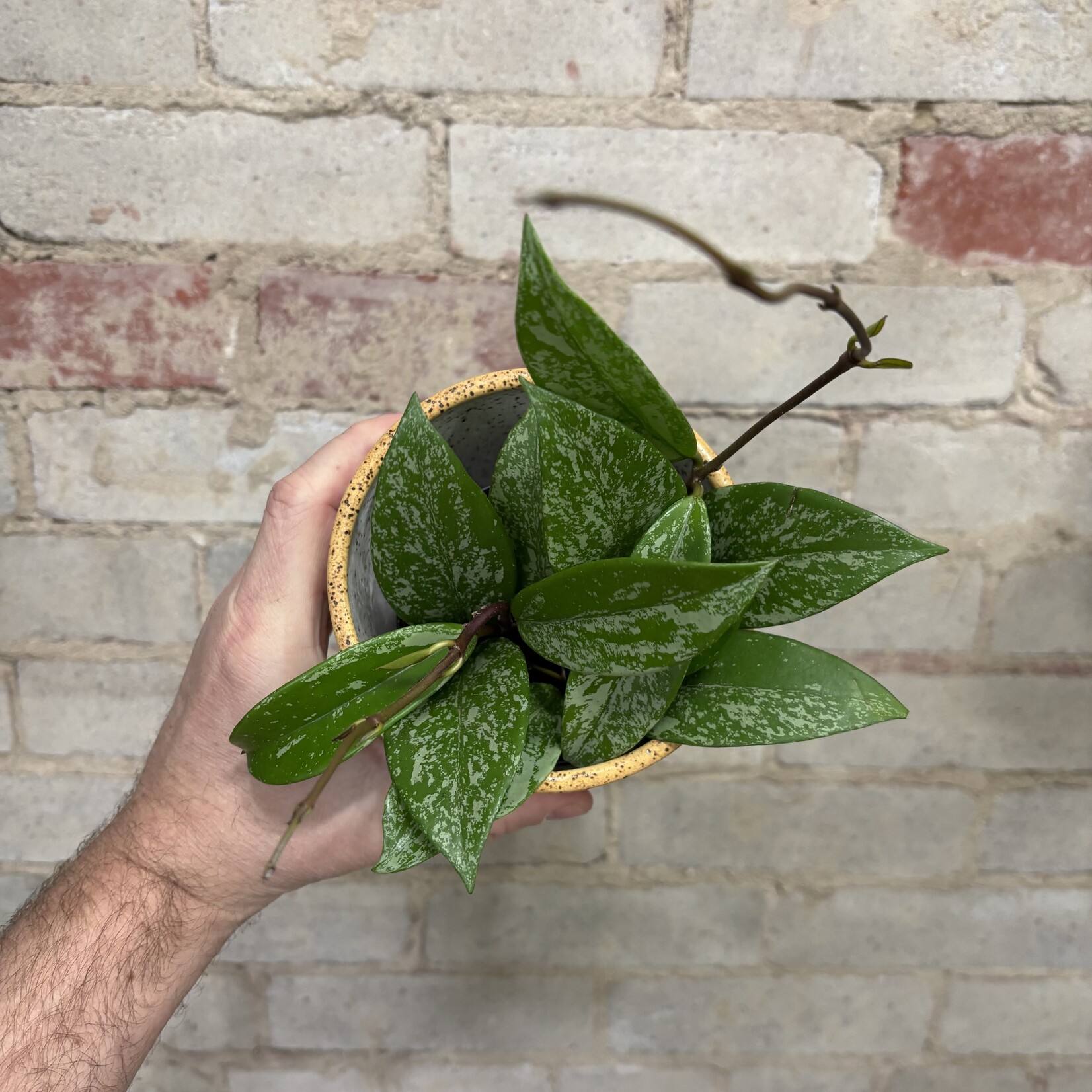 Hoya Pubicalyx Splash 3.5"