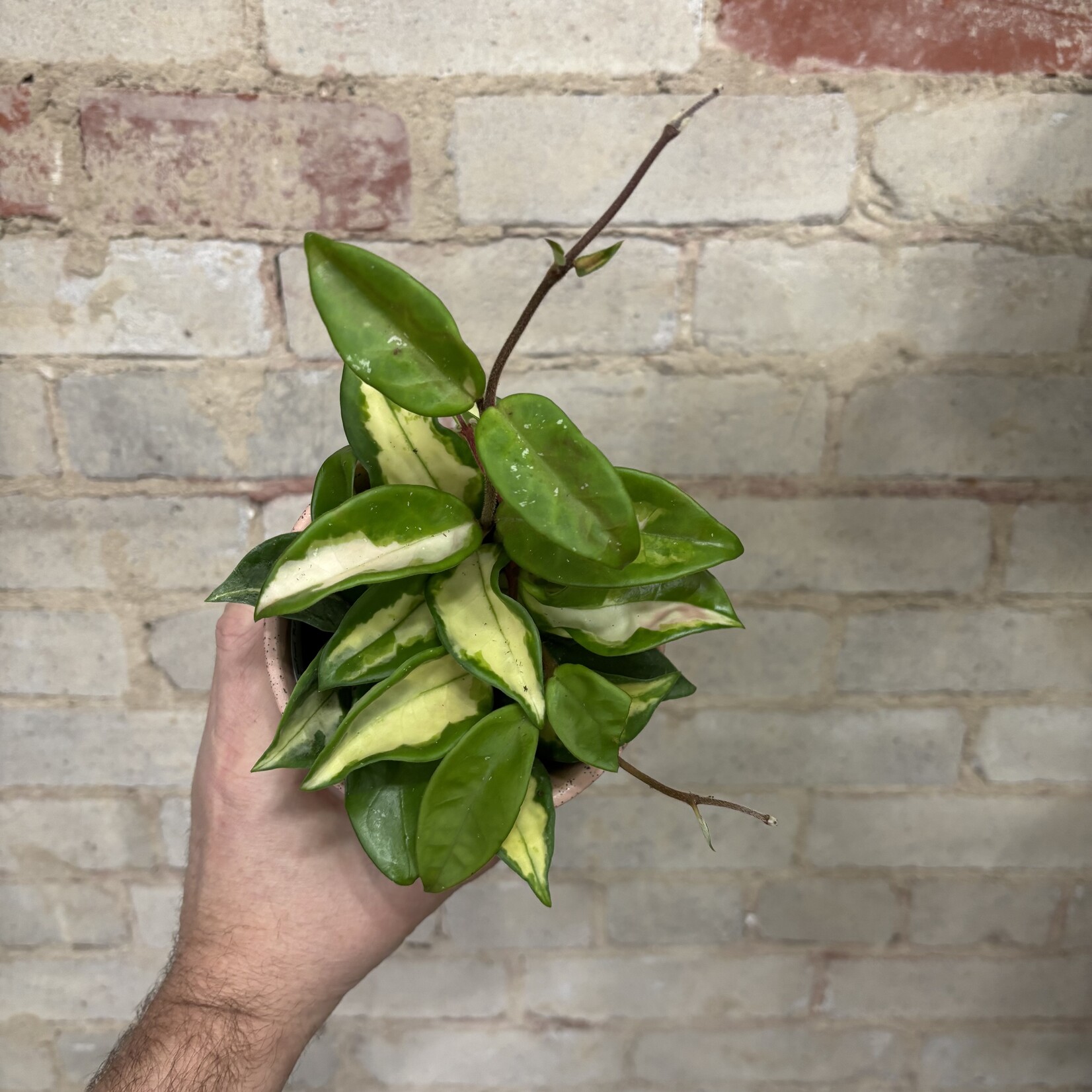 Hoya Carnosa Tricolour 3.5"