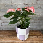 Pink Anthurium 6"