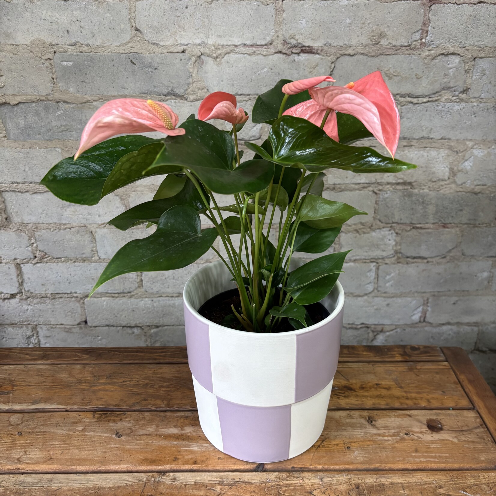Pink Anthurium 6"