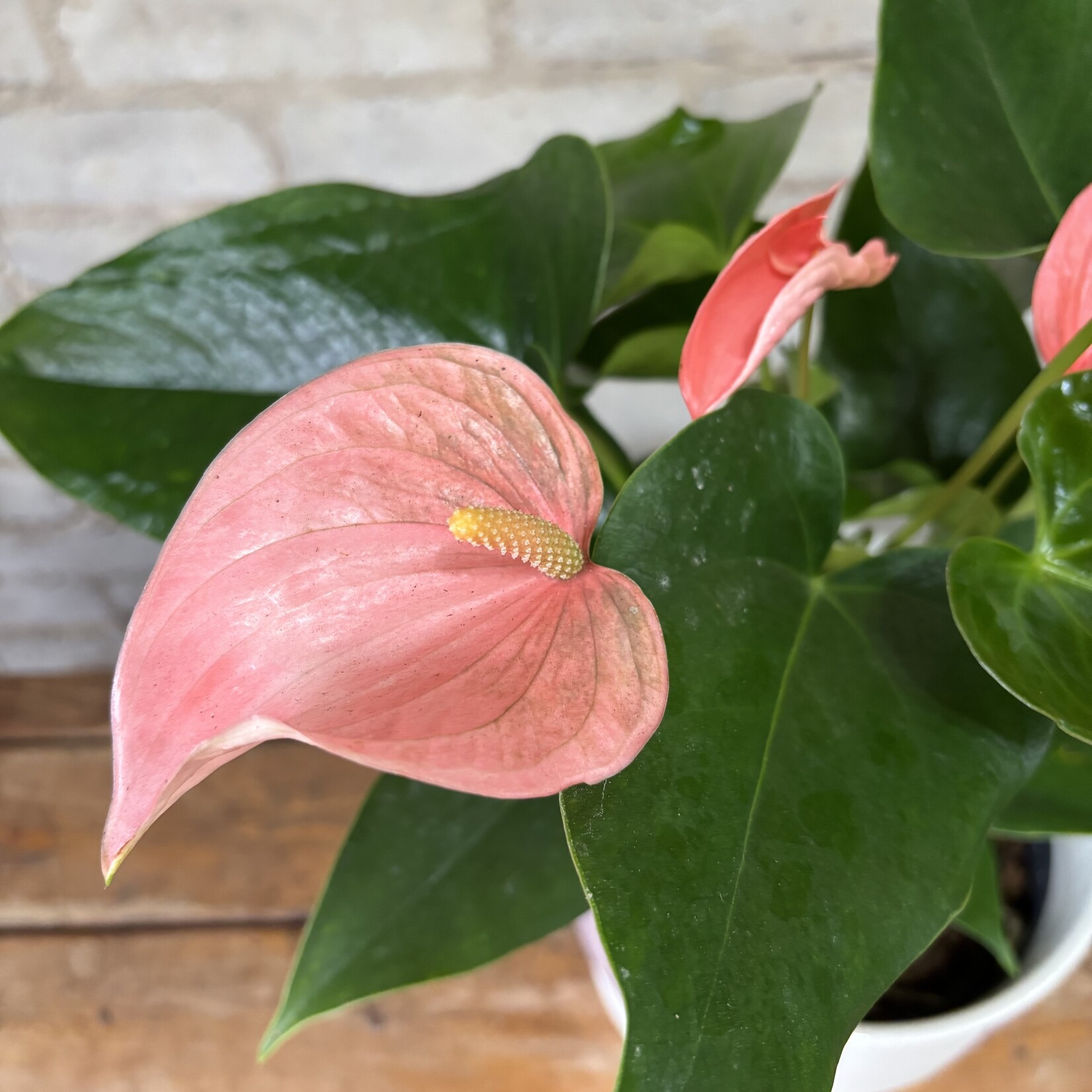 Pink Anthurium 6"