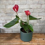 Red Anthurium 6"