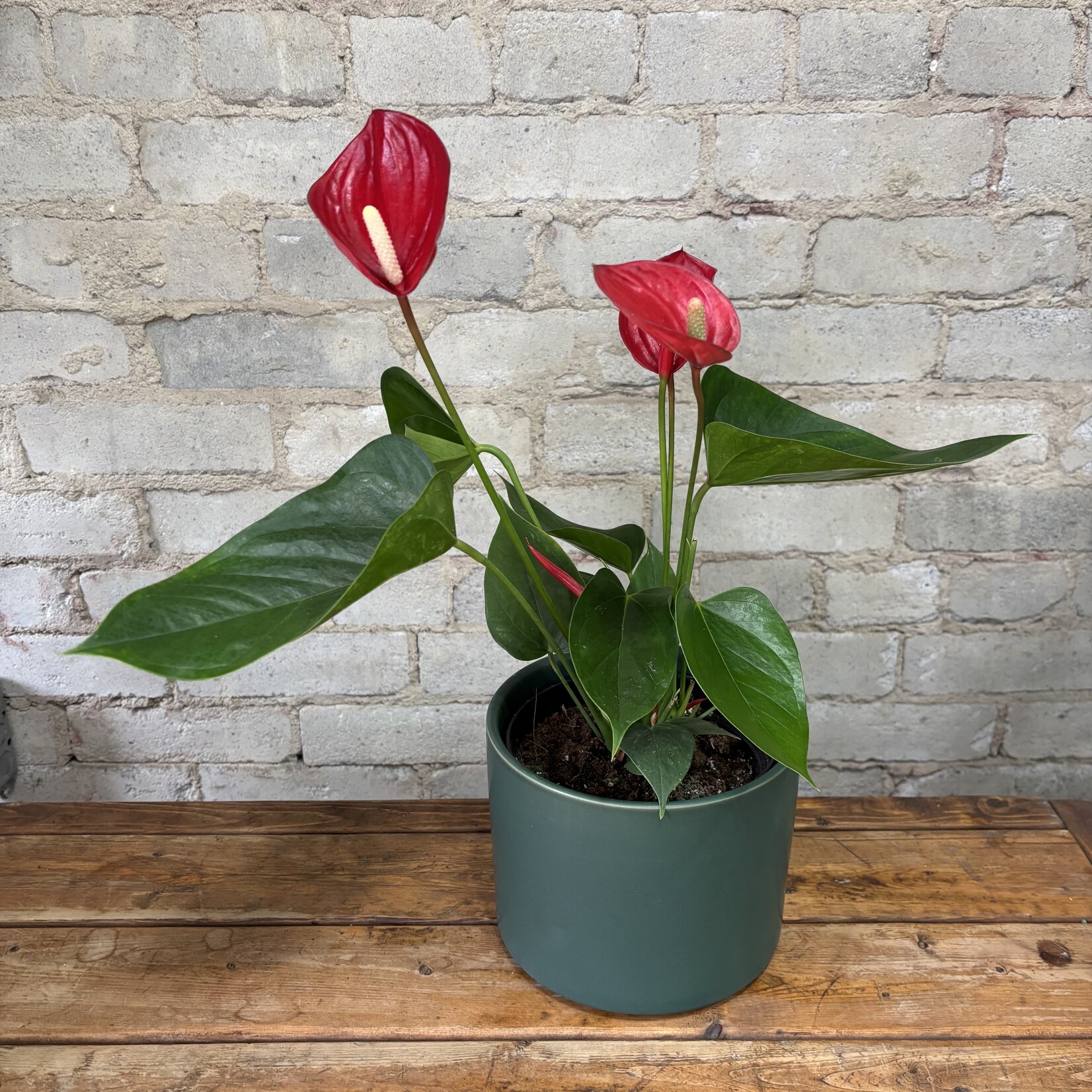 Red Anthurium 6"