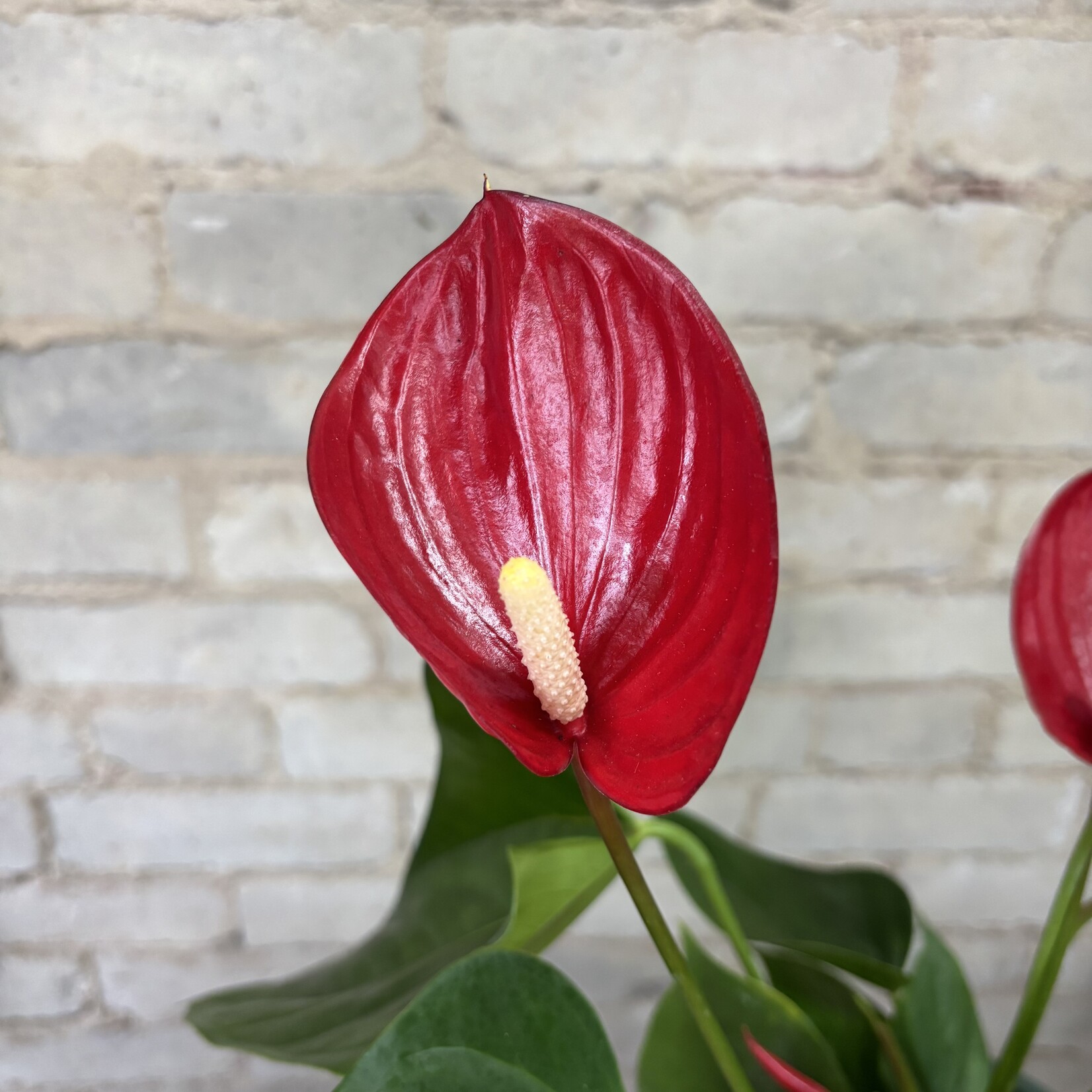 Red Anthurium 6"