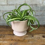 Spider Plant 'Curly Bonnie' 3.5"