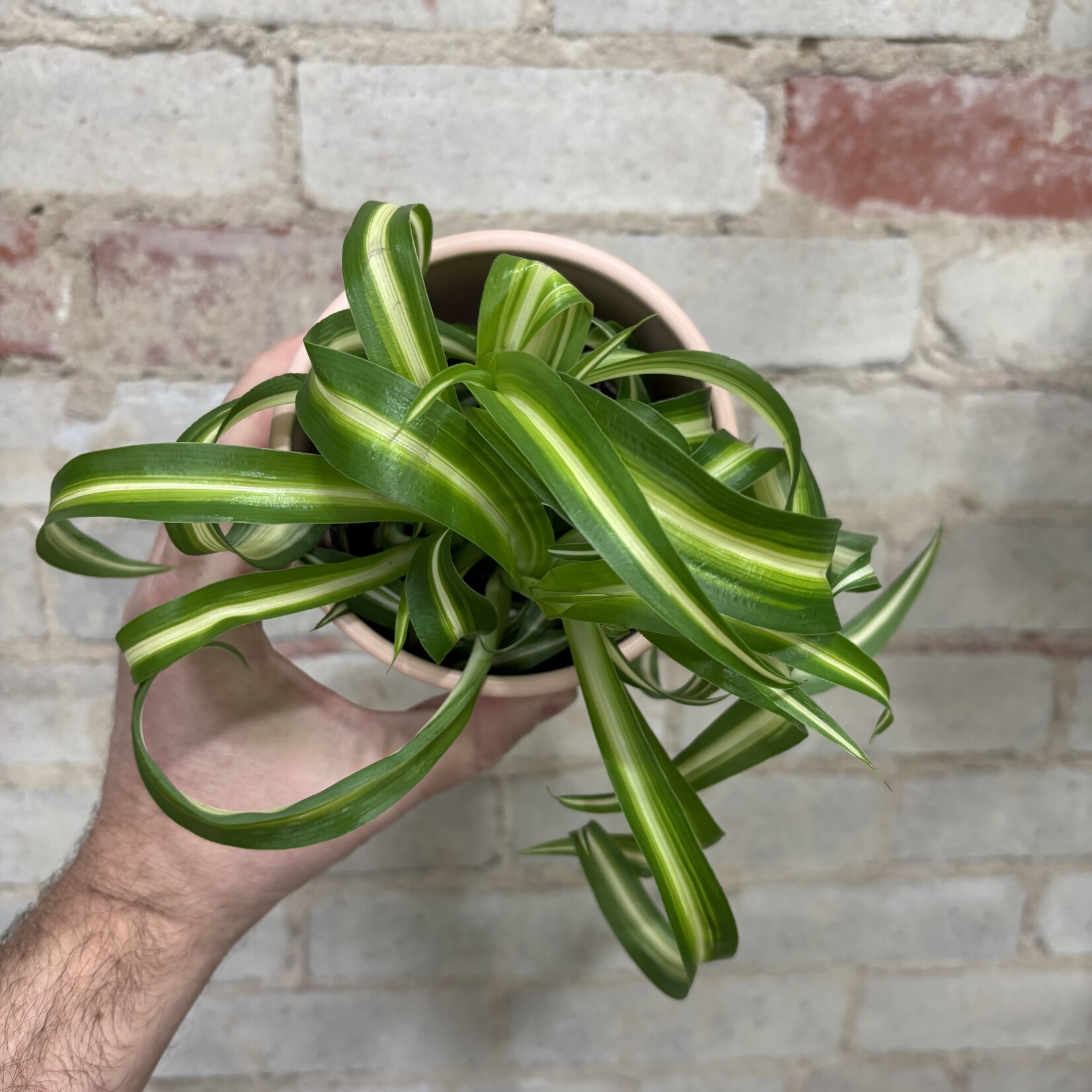 Spider Plant 'Curly Bonnie' 3.5"