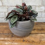 Peperomia Lima 3.5"