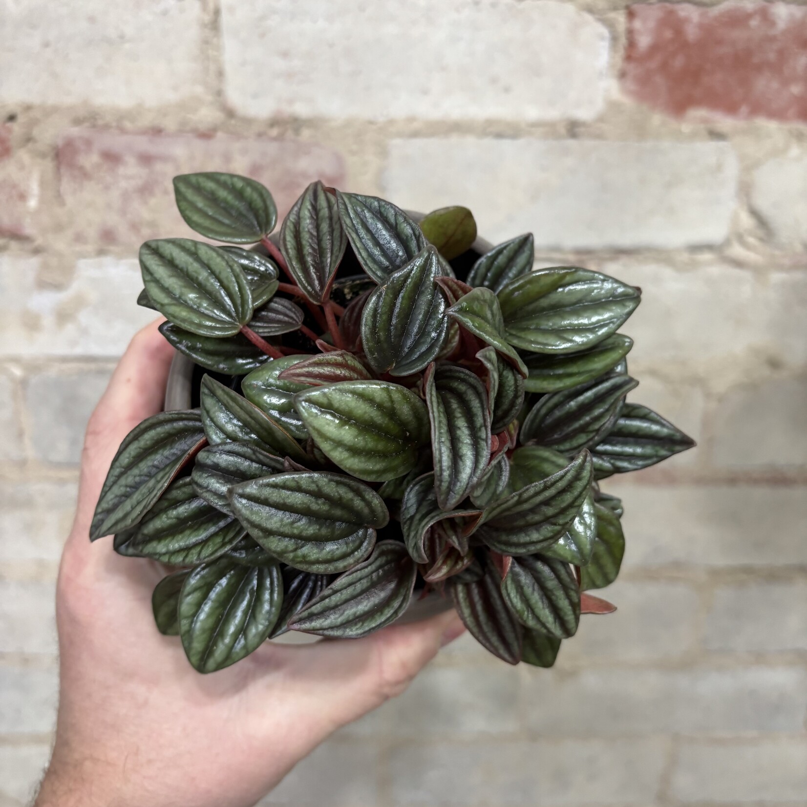 Peperomia Lima 3.5"