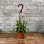 Ric Rac/Fishbone Cactus 6" HB