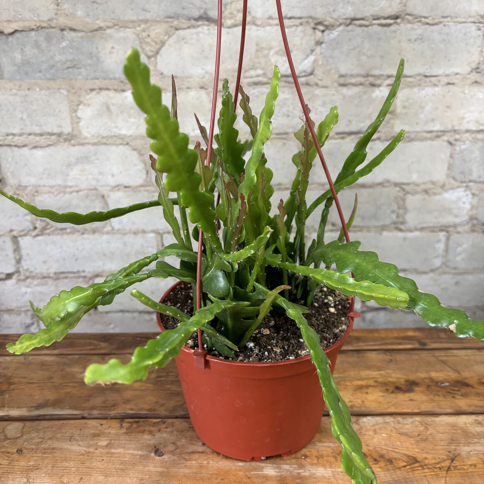 Ric Rac/Fishbone Cactus 6" HB