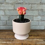 Grafted Moon Cactus Red & Yellow 4"