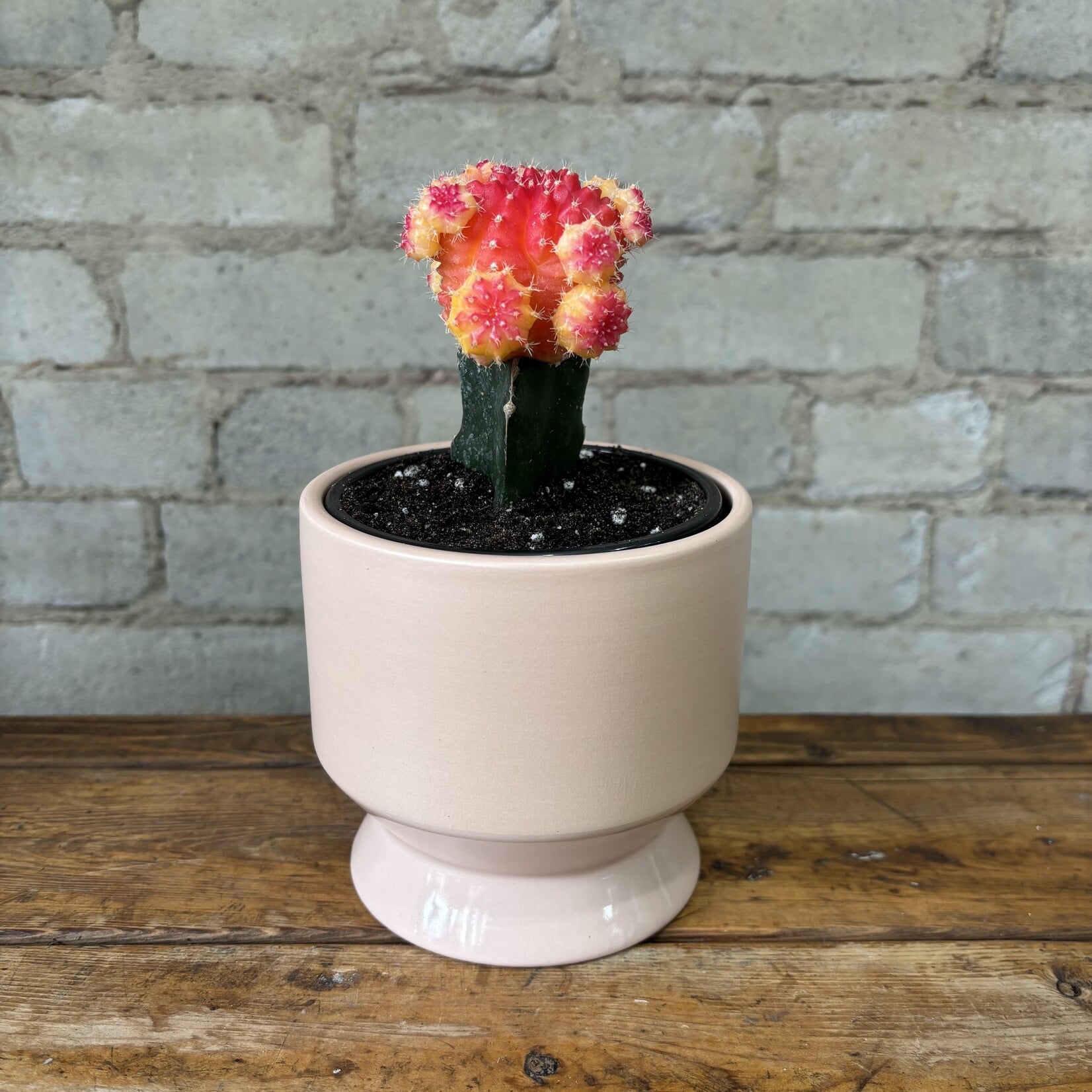 Grafted Moon Cactus Red & Yellow 4"