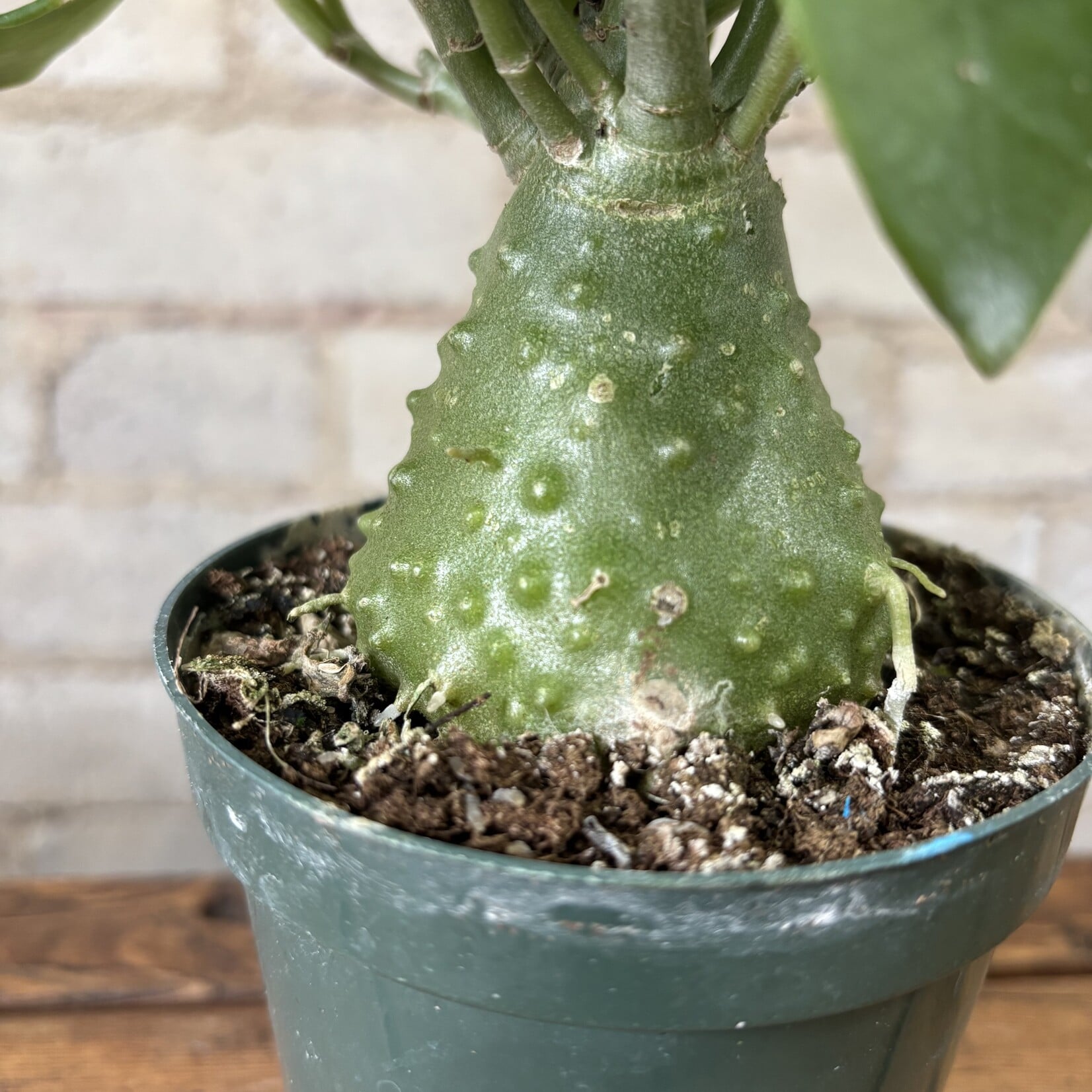 Ant Plant 5"