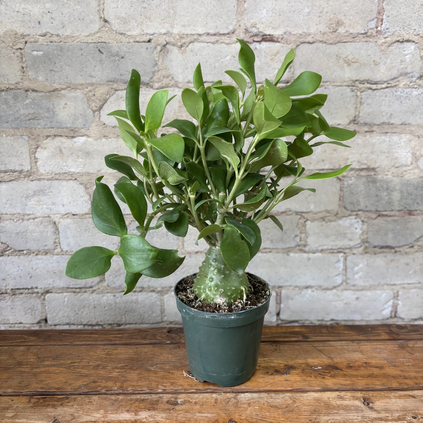 Ant Plant 5"