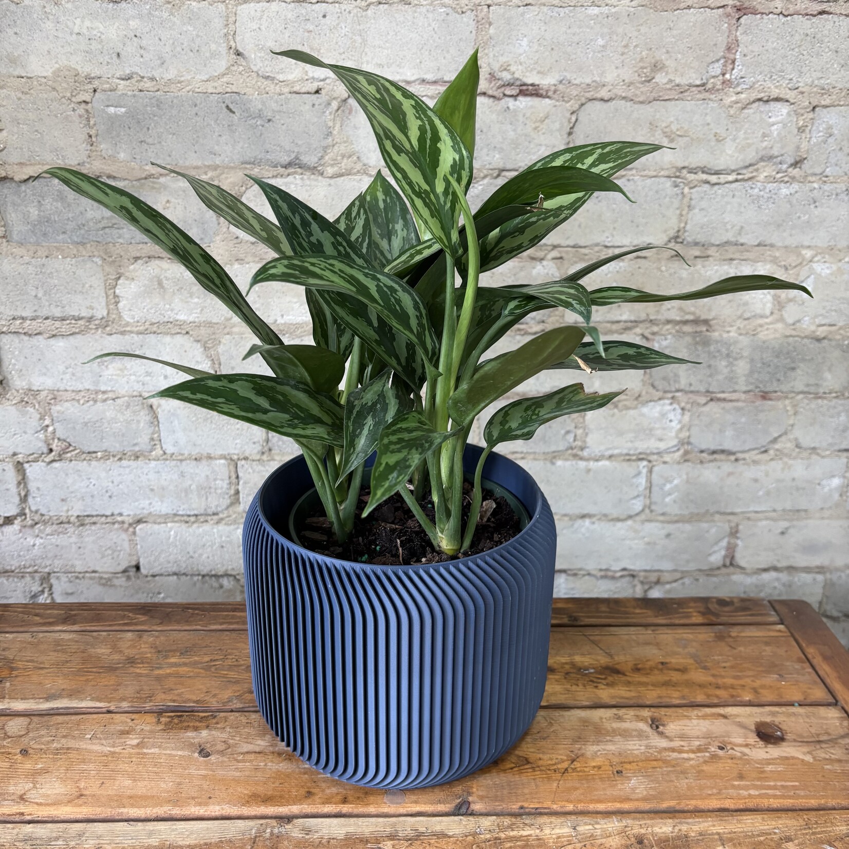 Aglaonema Tigress 6"