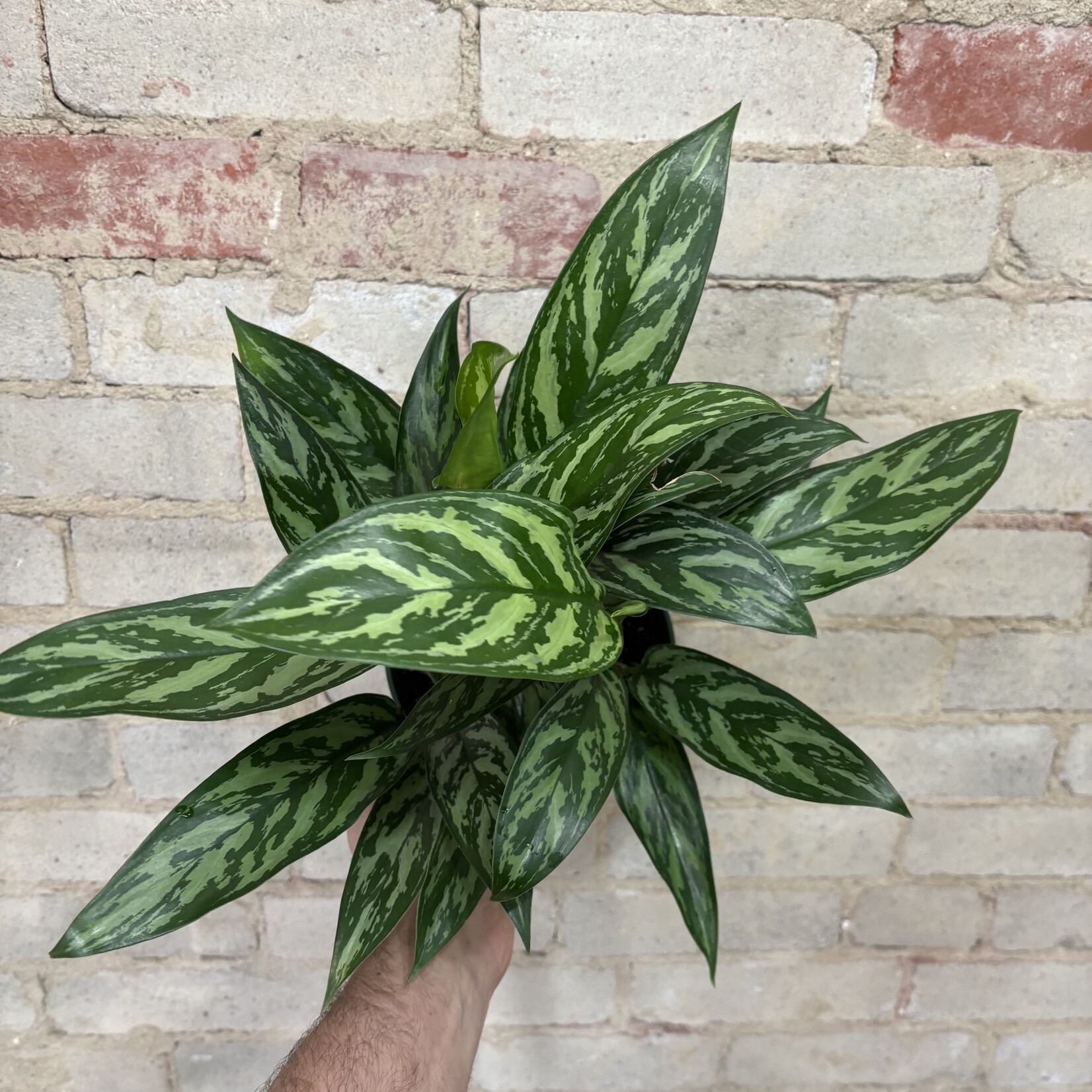 Aglaonema Tigress 6"