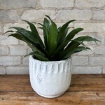 Dracaena Janet Craig 4"