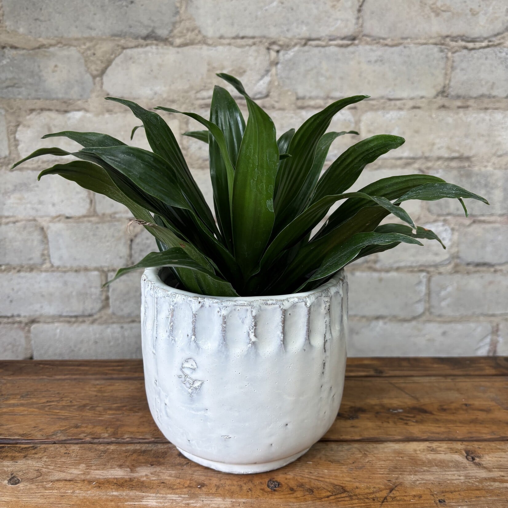 Dracaena Janet Craig 4"