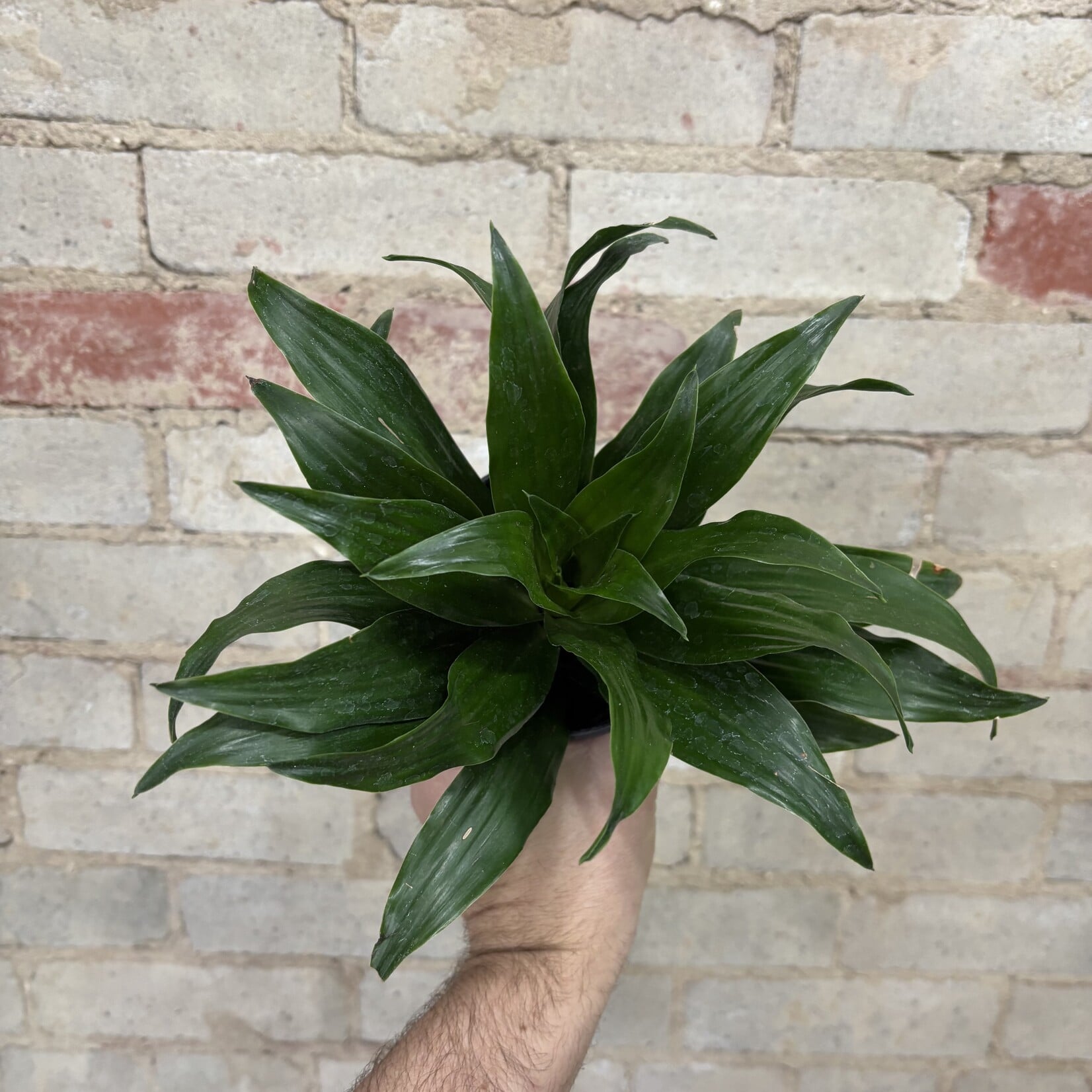 Dracaena Janet Craig 4"