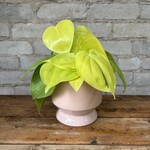 Philodendron Cordatum Lemon Lime 4"