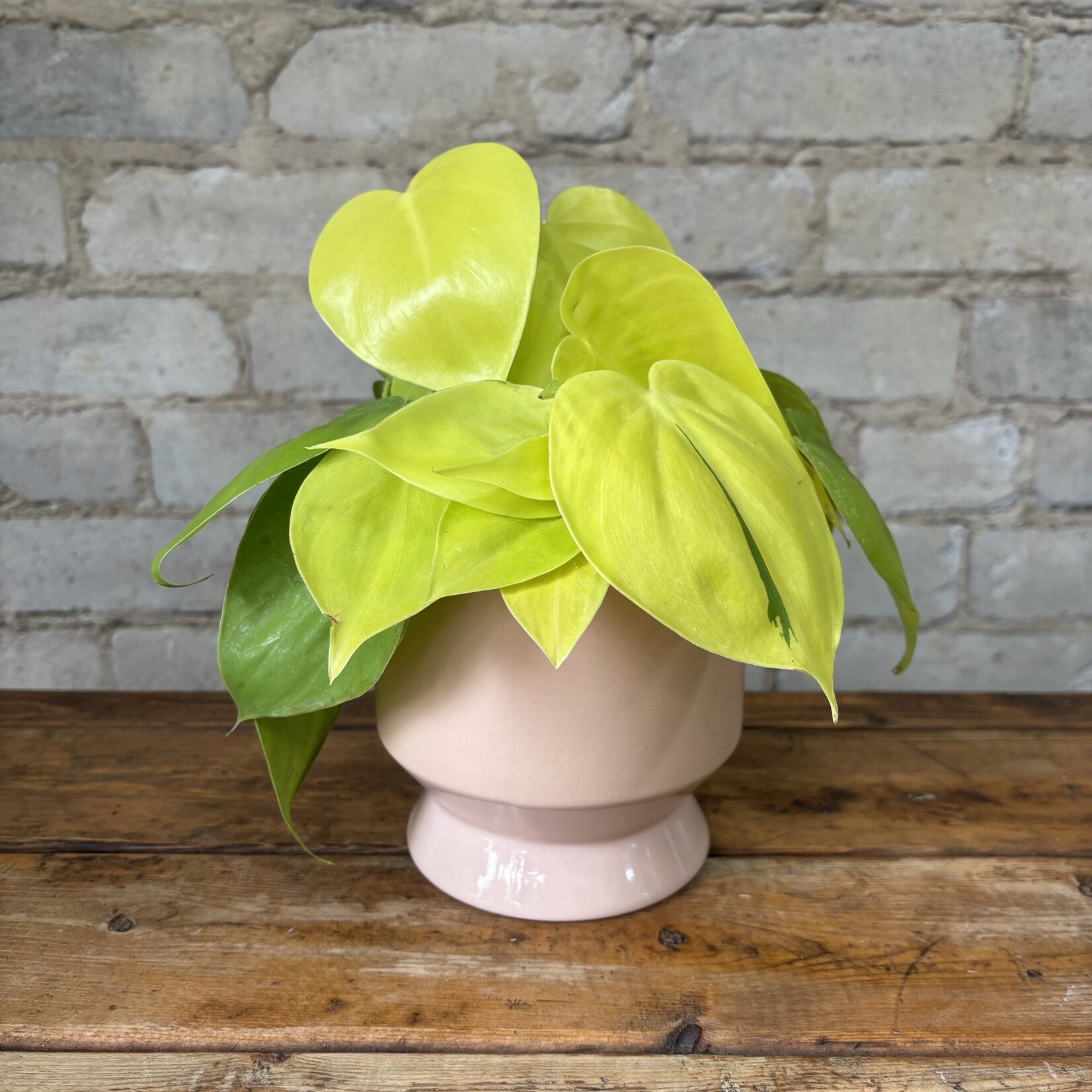 Philodendron Cordatum Lemon Lime 4"