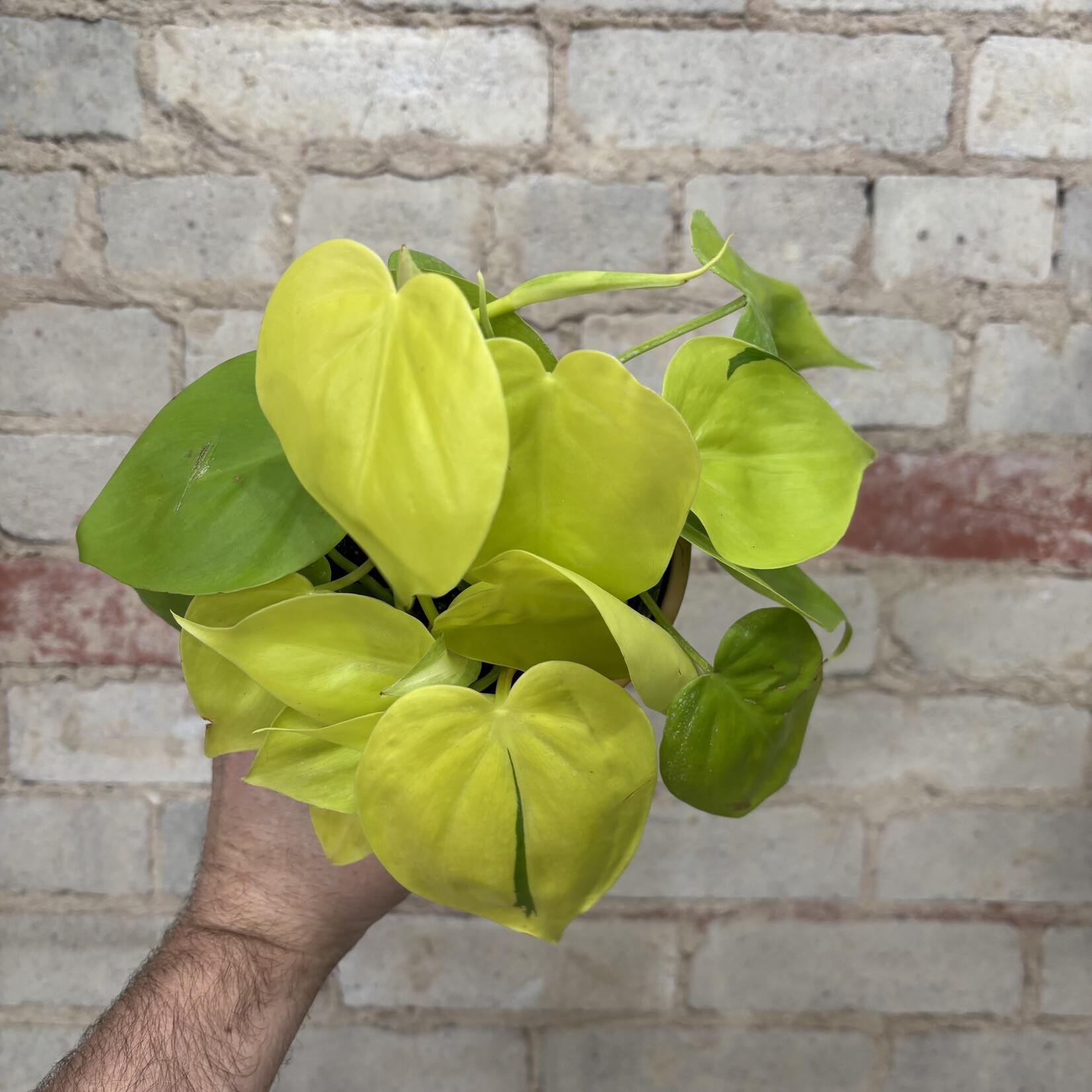 Philodendron Cordatum Lemon Lime 4"