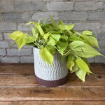 Philodendron Cordatum Lemon Lime 6"