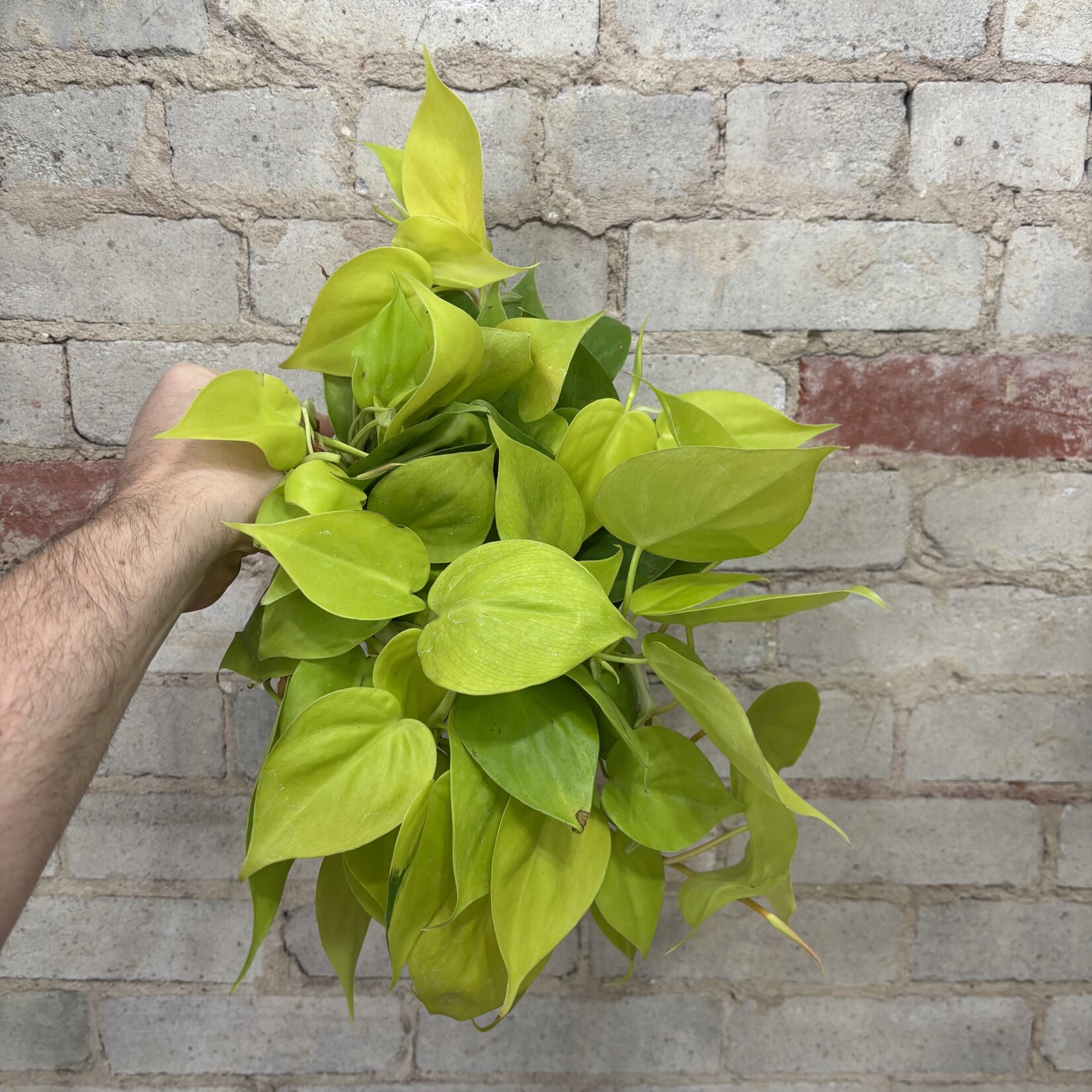 Philodendron Cordatum Lemon Lime 6"