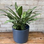 Aglaonema Cutlass 6"