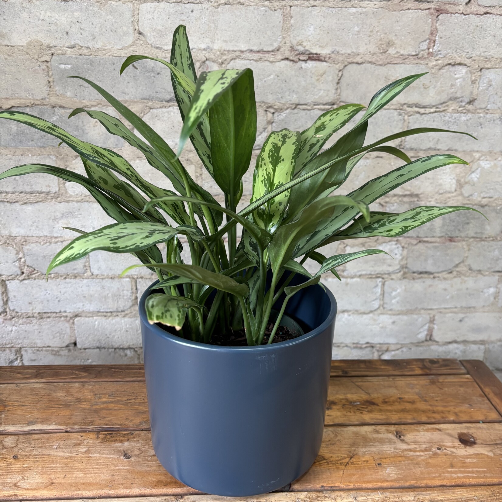 Aglaonema Cutlass 6"