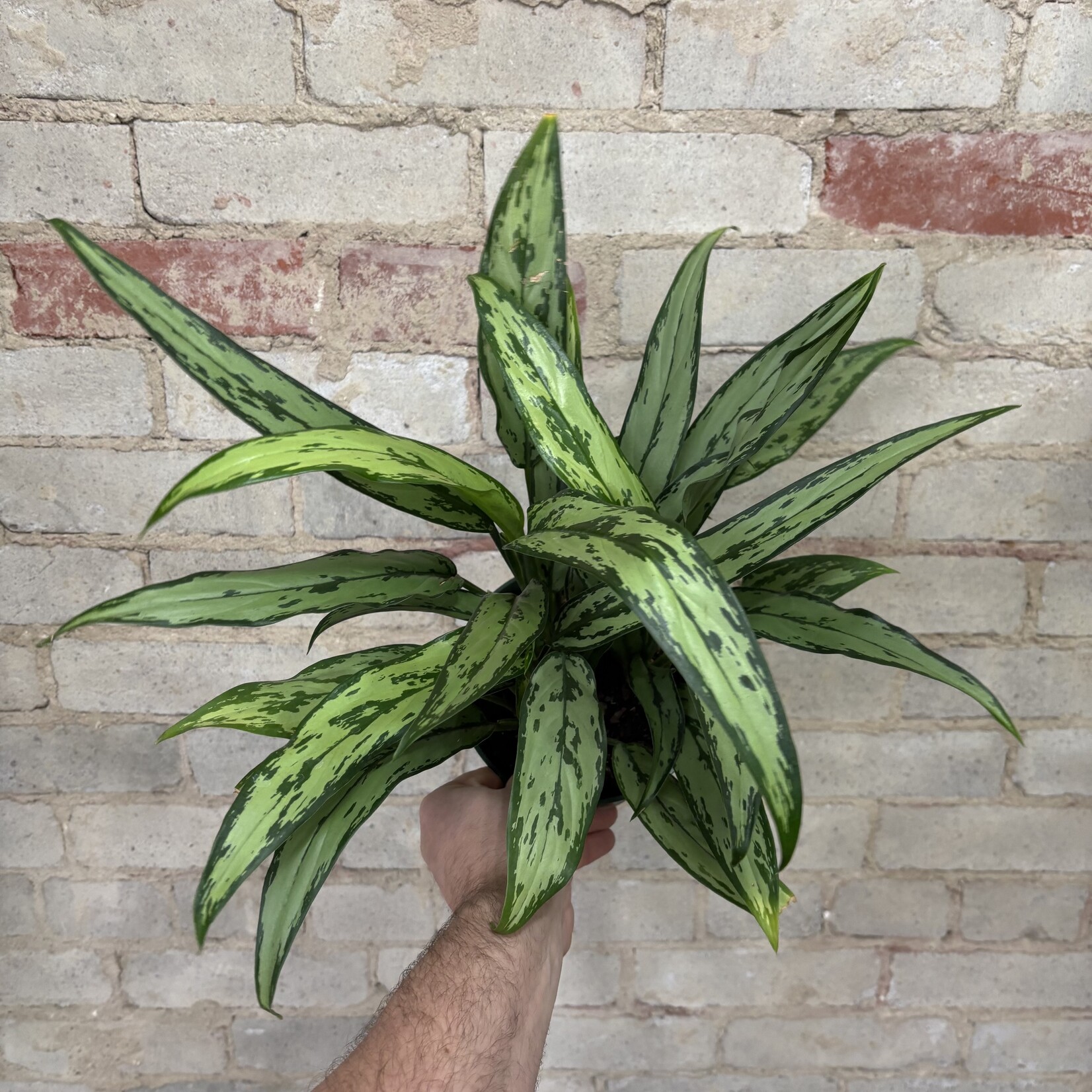 Aglaonema Cutlass 6"