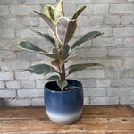 Ficus Elastica Tineke 6"