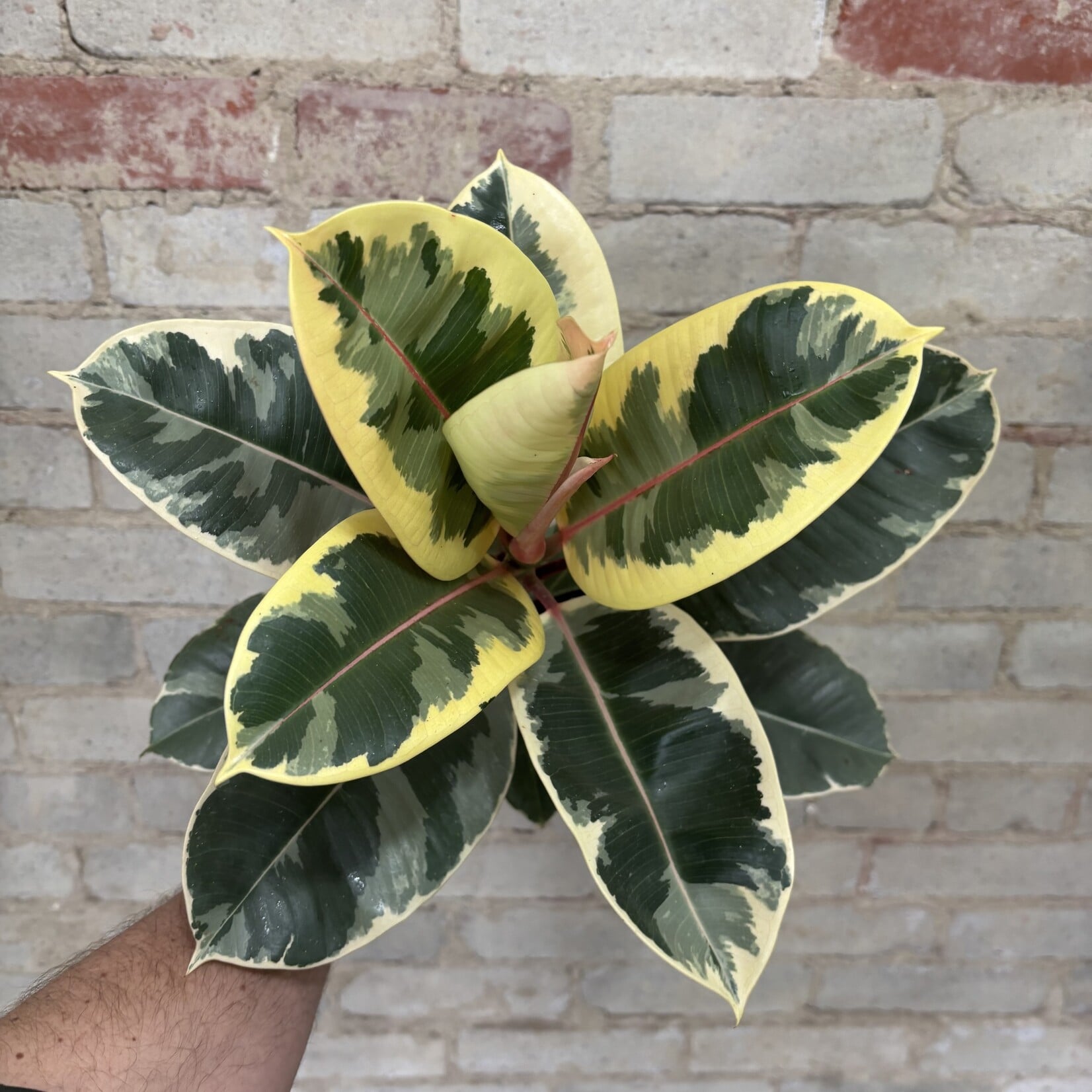 Ficus Elastica Tineke 6"