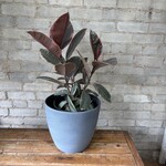 Ficus Elastica Ruby Red 10”