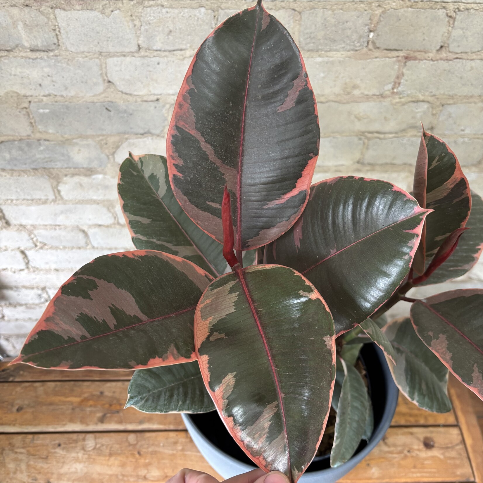 Ficus Elastica Ruby Red 10”