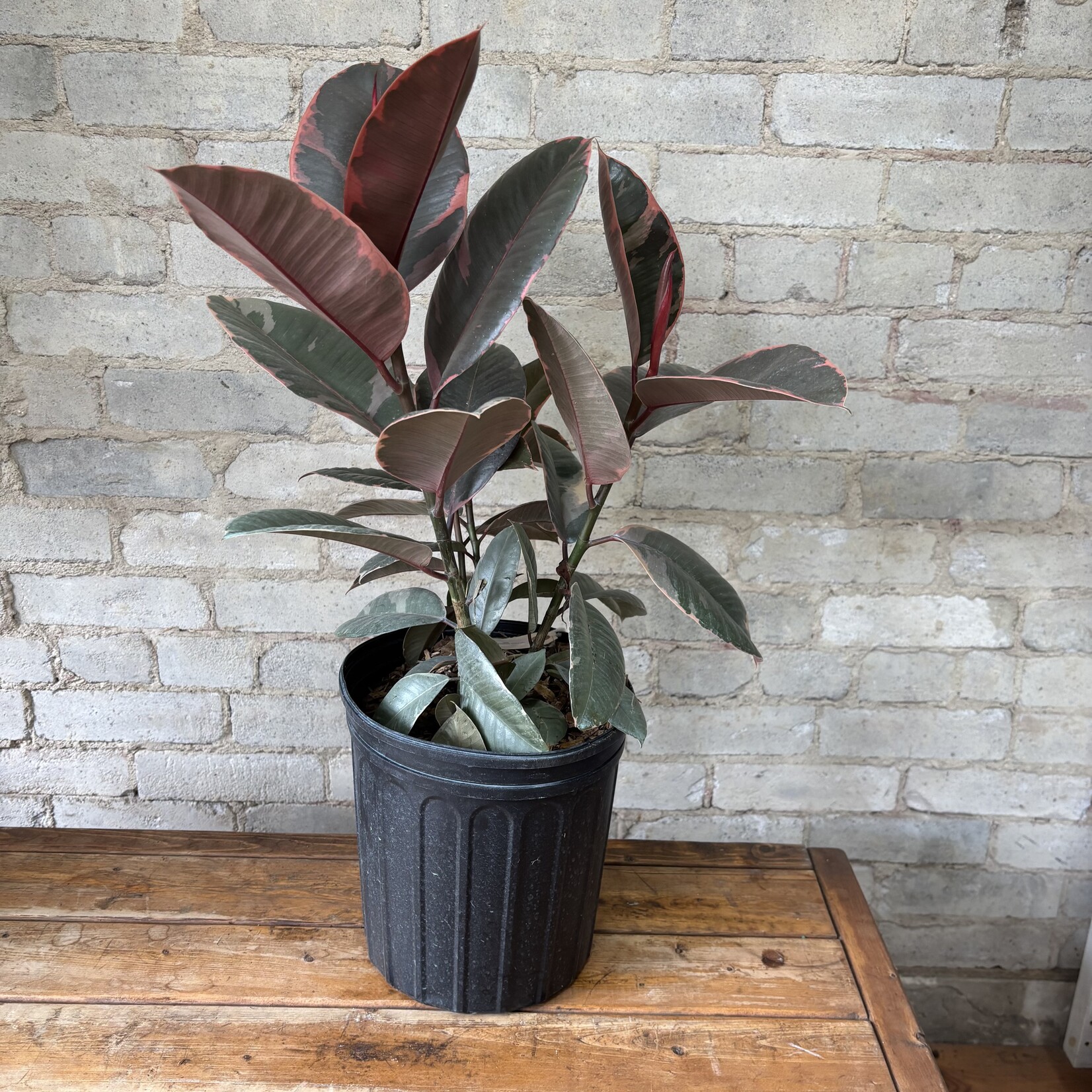 Ficus Elastica Ruby Red 10”