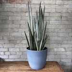 Sansevieria Bantel Sensation 8"