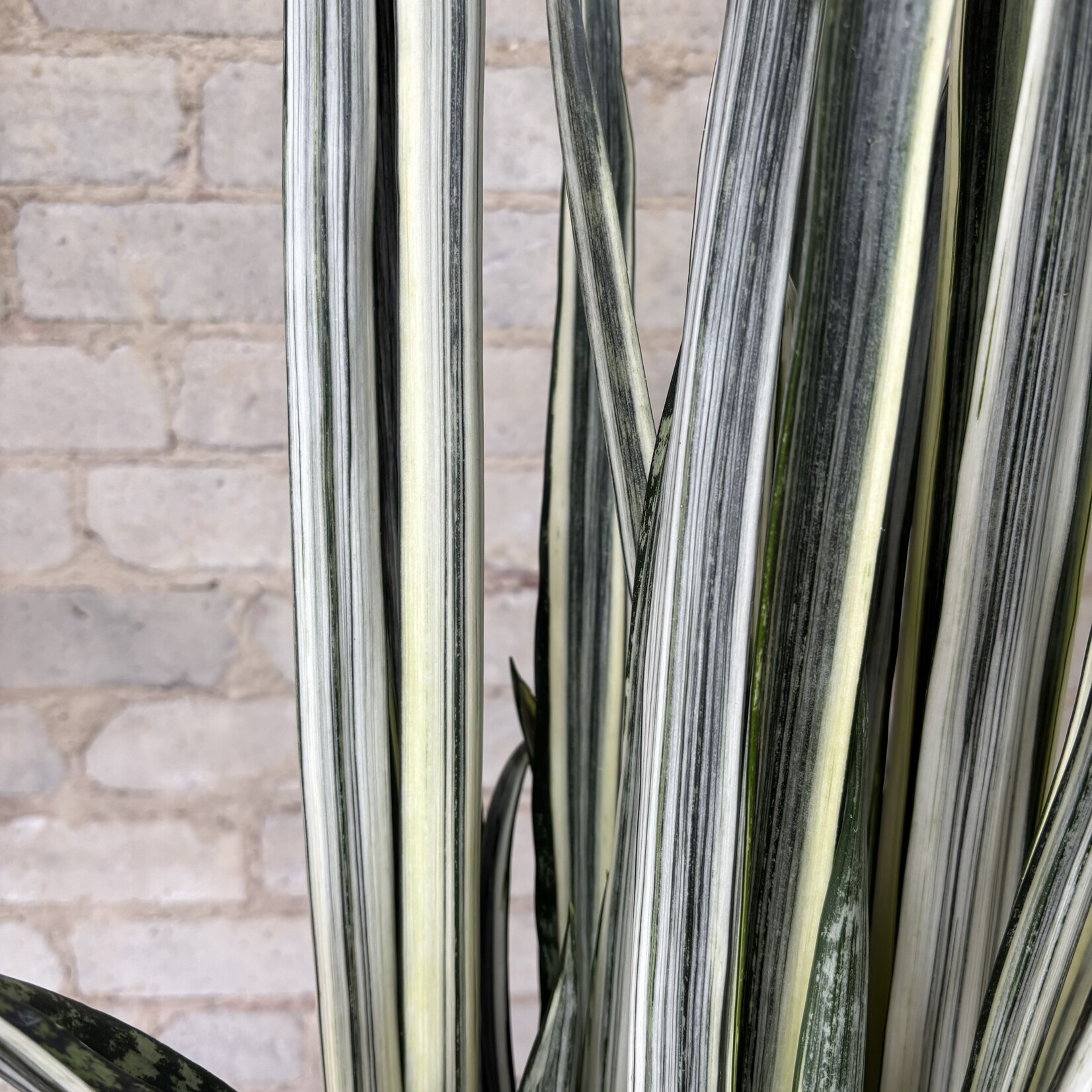 Sansevieria Bantel Sensation 8"