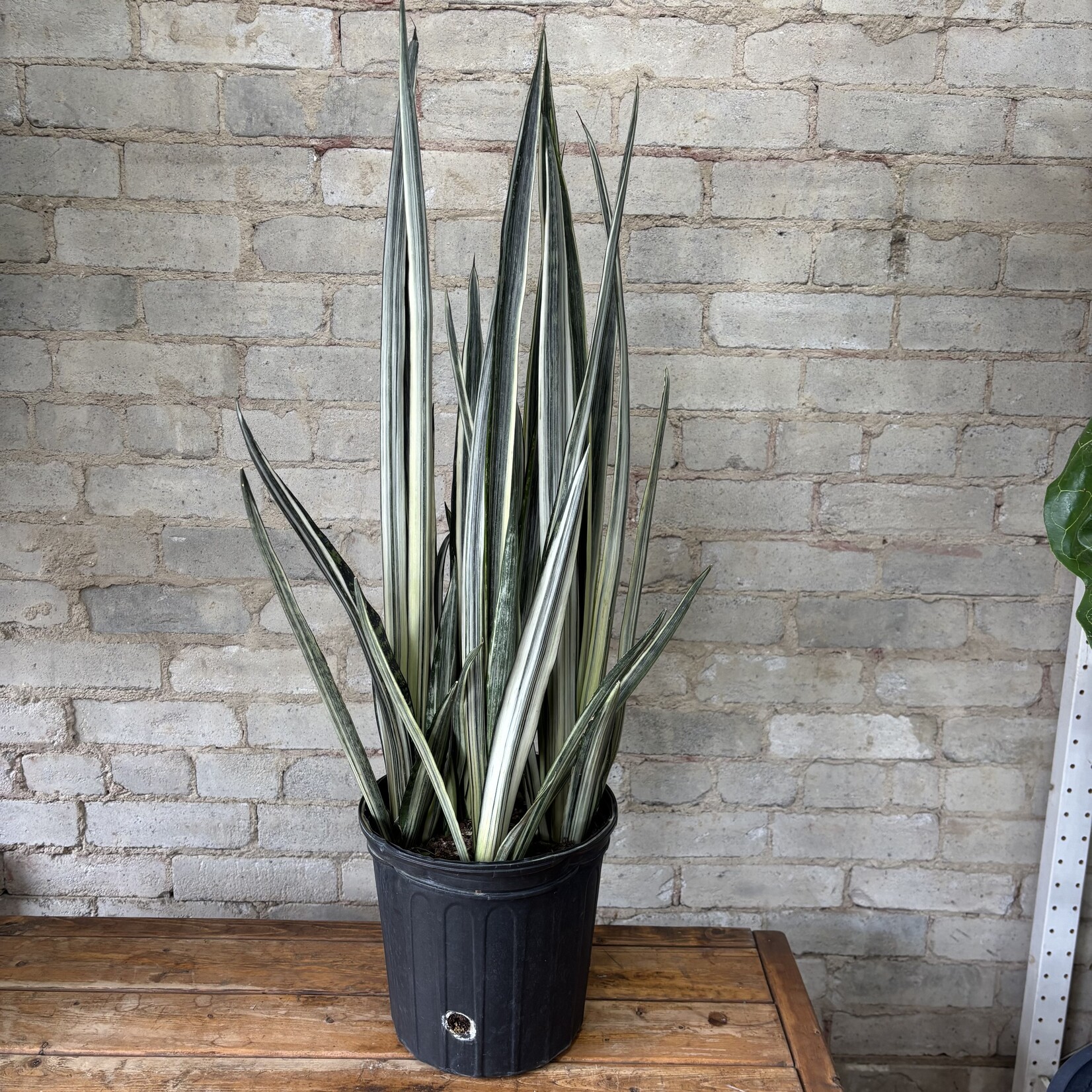 Sansevieria Bantel Sensation 8"