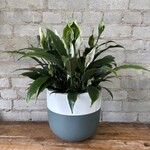 Peace Lily 'High Five' 6"