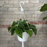 Jade Pothos 8" HB
