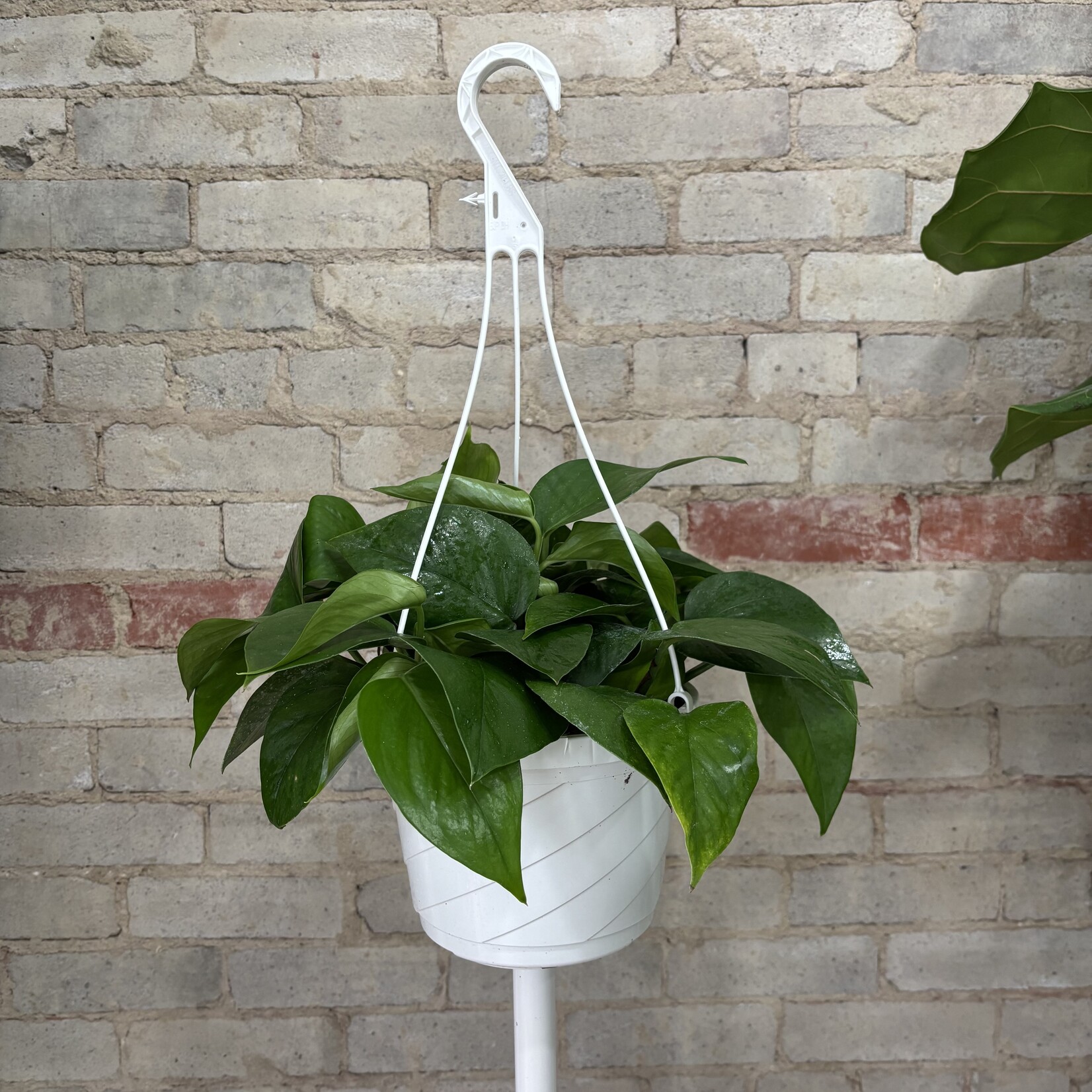 Jade Pothos 8" HB